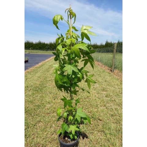 Jonge Zuilvormige Amberboom | Liquidambar styraciflua 'Slender Silhouette' | 100-150cm hoogte