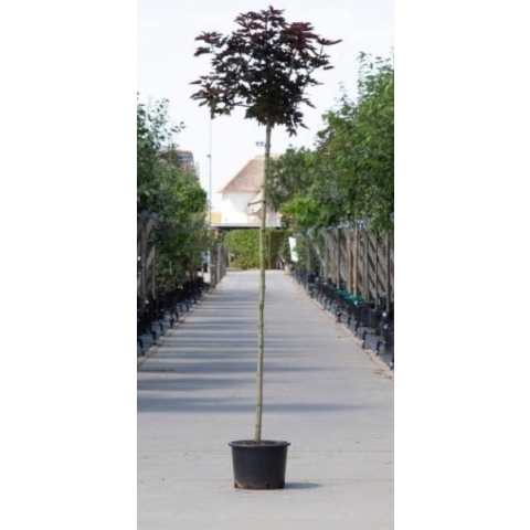Rode bol esdoorn - Acer pl. 'Crimson Centry’ 200 cm stamhoogte (6 - 10 cm stamomtrek)