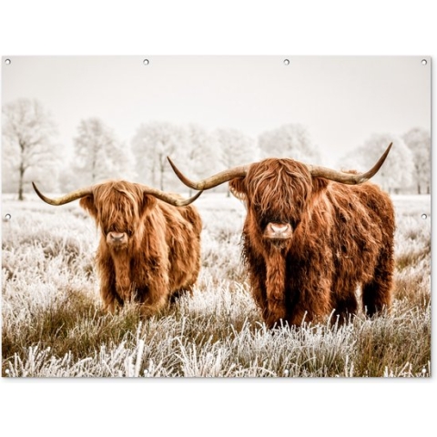 Tuinposter Schotse hooglander - Dieren - Stier - 170x120 cm - Wanddecoratie Buiten - Tuinposter - Tuindoek - Schuttingposter - Tuinschilderij