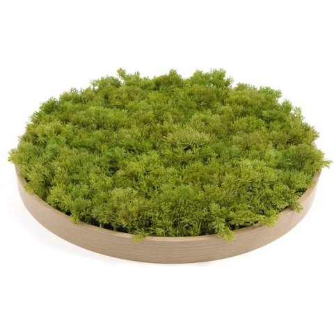 Jivana Moscirkel - MOSS Lime Green - 50 cm diameter met kader in hout look - Wanddecoratie voor binnen | muurdecoratie voor buiten