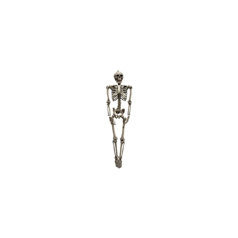 Skelet 160cm - levensgroot skelet met beweegbare delen - halloween decoratie