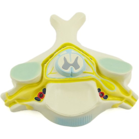 Het menselijk lichaam - anatomie model wervel met ruggenmerg