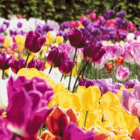 MyHobby Borduurpakket –  Tulpenveld 50×50 cm - Aida stof 5,5 kruisjes/cm (14 count)