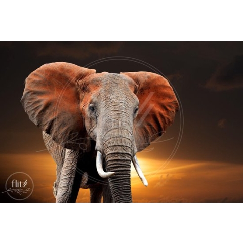 100% Nederlandse Productie! │ Diamond Painting │ Olifant 04│ Formaat 120 x 80 cm │ Diamond Painting Pakket Volwassen │ Volledige bedekking │ Vierkant │ Full │ Flitzz Diamond Painting