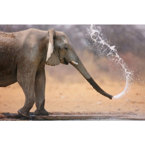 100% Nederlandse Productie! │ Diamond Painting │ Olifant Water │ Formaat 120 x 80 cm │ Diamond Painting Pakket Volwassenen │ Volledige bedekking │ Vierkant │ Full │ Flitzz Diamond Painting
