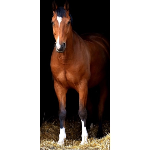 Diamond Painting Paard , vierkante stenen, ca. 90 x40 cm, 120 kleuren