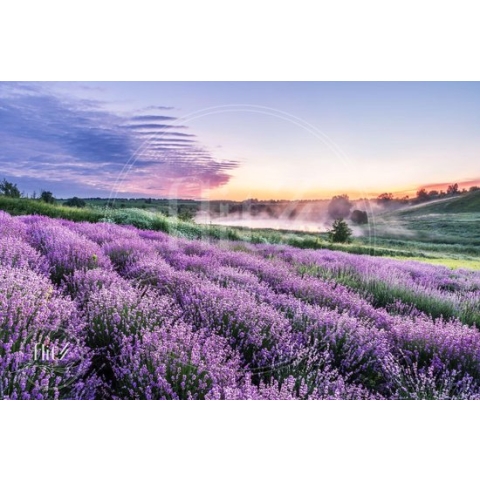 100% Nederlandse Productie! │ Diamond Painting │ Landschap met Lavendel │ Formaat 90 x 60 cm │ Diamond Painting Pakket Volwassen │ Volledige bedekking │ Vierkant │ Full │ Flitzz Diamond Painting