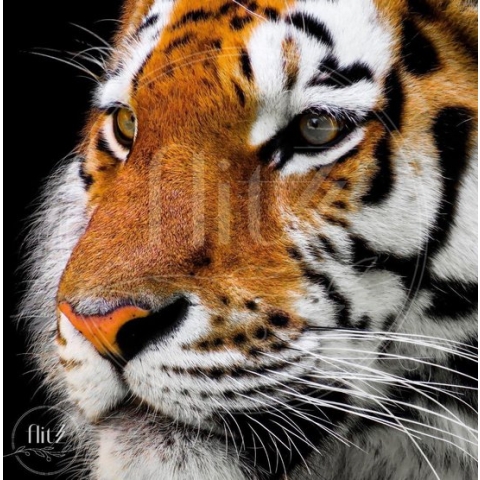 100% Nederlandse Productie! │ Diamond Painting │ Tijger Close-Up 02 │ Formaat 50 x 50 cm │ Diamond Painting Pakket Volwassen │ Volledige bedekking │ Vierkant │ Full │ Flitzz Diamond Painting