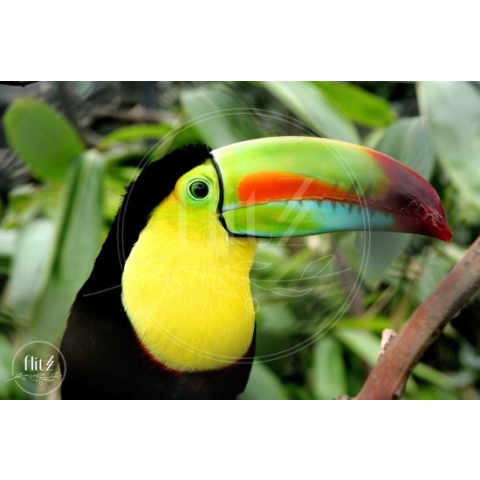 100% Nederlandse Productie! │ Diamond Painting │ Toucan │ Formaat 90 x 60 cm │ Diamond Painting Pakket Volwassen │ Volledige bedekking │ Vierkant │ Full │ Flitzz Diamond Painting