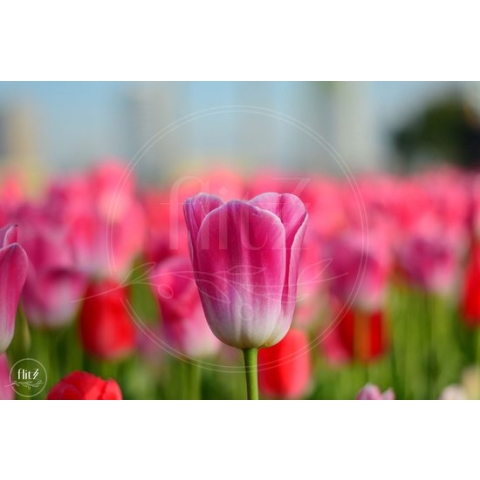 100% Nederlandse Productie! │ Diamond Painting │ Tulpen Veld│ Formaat 75 x 50 cm │ Diamond Painting Pakket Volwassen │ Volledige bedekking │ Vierkant │ Full │ Flitzz Diamond Painting
