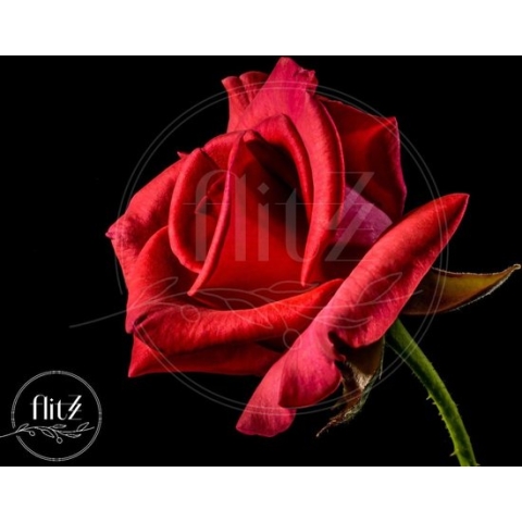 100% Nederlandse Productie! │ Diamond Painting │ Rode Roos │ Formaat 50 x 40 cm │ Diamond Painting Pakket Volwassen │ Volledige bedekking │ Vierkant │ Full │ Flitzz Diamond Painting