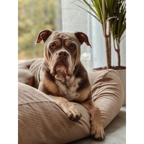 Dog's Companion - Hondenkussen / Hondenbed camel ribcord - XS - 55x45cm