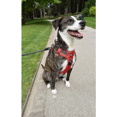 Walk 5 M Hondenriem 5 meter/dikte 1,5 cm, slangvormige hondenriem, duurzaam nylon, rood