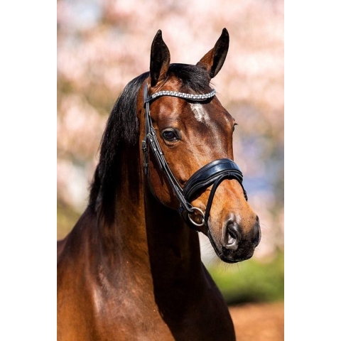 HB Hoofdstel Showtime Fancy Lak - maat Cob - black