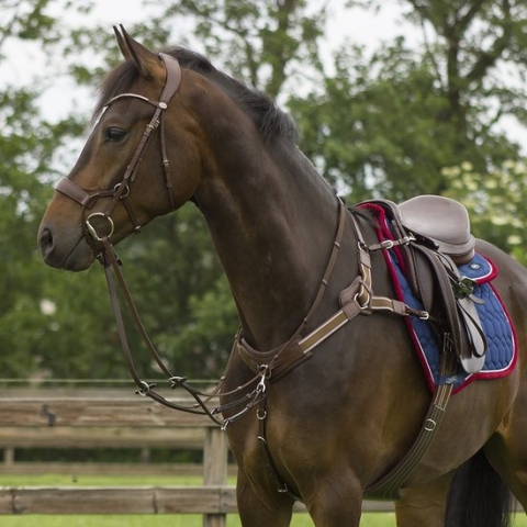 Qhp Borsttuig Met Martingaal Sedna Bruin - paard