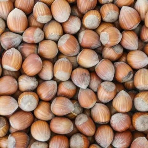 Hazelnoten in dop 25kg | ongepelde hazelnoten | eekhoornvoer