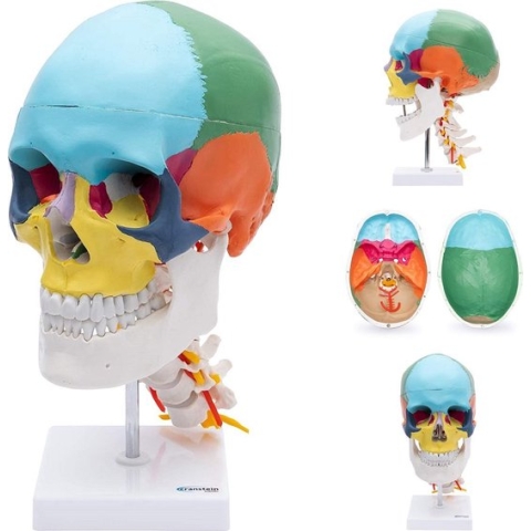 Het menselijk lichaam - anatomie model schedel met cervicale wervelkolom