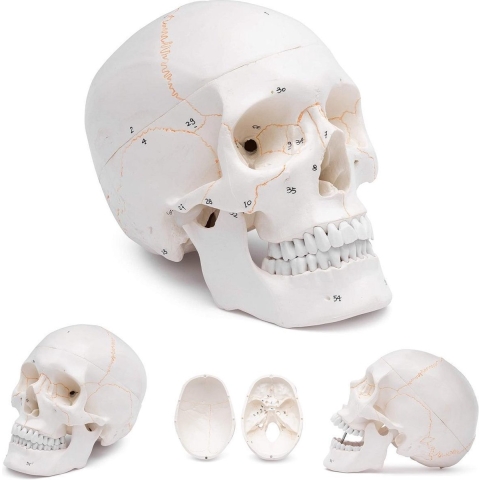 Het menselijk lichaam - anatomie model schedel, genummerd (3-delig)