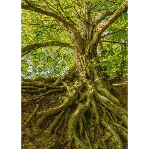 MyHobby Borduurpakket – Gewortelde boom 50×70 cm - Aida stof 5,5 kruisjes/cm (14 count)