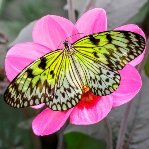 100% Nederlandse Productie! │ Diamond Painting │ Vlinder op Roze Bloem │ Formaat 60 x 60 cm │ Diamond Painting Pakket Volwassen │ Volledige bedekking │ Vierkant │ Full │ Flitzz Diamond Painting