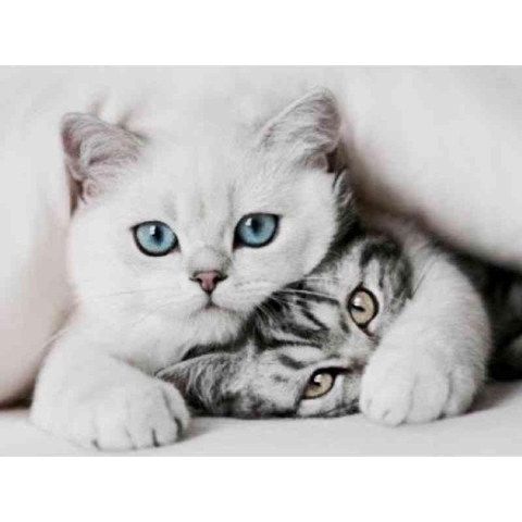 Diamond painting - Twee lieve poezen - Geproduceerd in Nederland - 30 x 40 cm - dibond materiaal - vierkante steentjes - Binnen 2-3 werkdagen in huis