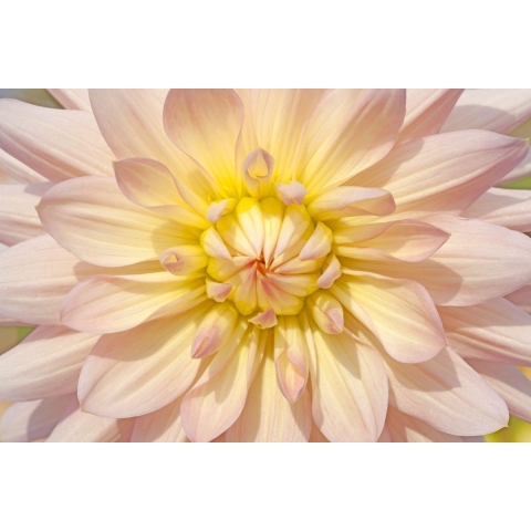 100% Nederlandse Productie! │ Diamond Painting │ Dahlia Bloem │ Formaat 75 x 50 cm │ Diamond Painting Pakket Volwassen │ Volledige bedekking │ Vierkant │ Full │ Flitzz Diamond Painting