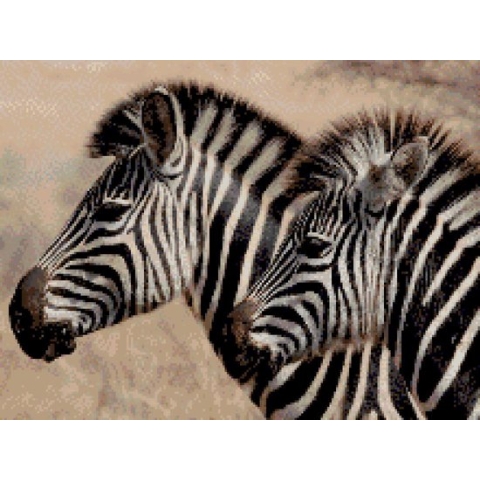 MyHobby Borduurpakket – Zebra’s 40×30 cm - Aida stof 5,5 kruisjes/cm (14 count)