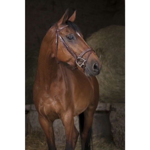 Norton Hoofdstel Combinee Havanna - Full