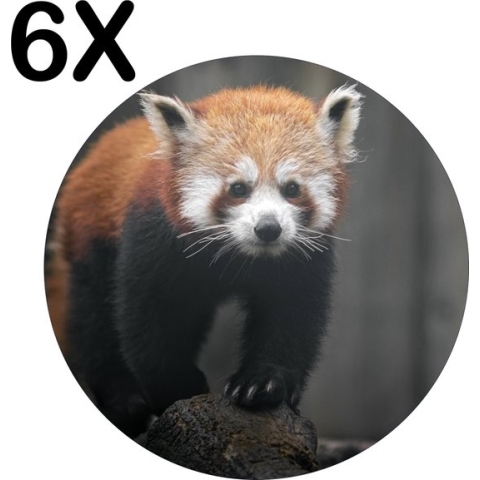 BWK Flexibele Ronde Placemat - Rode Panda - Dier - Bos - Boomstam - Set van 6 Placemats - 40x40 cm - PVC Doek - Afneembaar