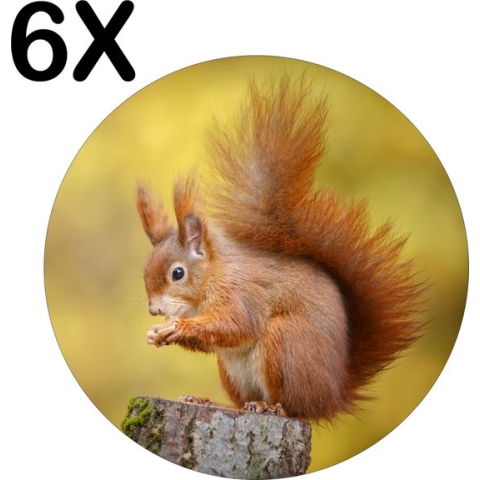 BWK Stevige Ronde Placemat - Etende Eekhoorn - Herfst - Set van 6 Placemats - 40x40 cm - 1 mm dik Polystyreen - Afneembaar