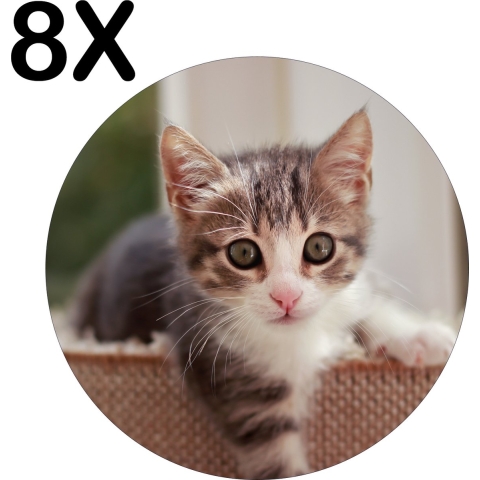 BWK Luxe Ronde Placemat - Schattig Baby Poesje Klimt uit de Mand - Set van 8 Placemats - 40x40 cm - 2 mm dik Vinyl - Anti Slip - Afneembaar