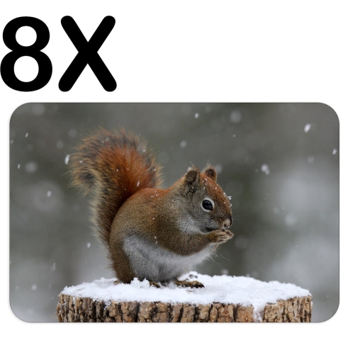 BWK Luxe Placemat - Knabbelende Eekhoorn - Winter - Set van 8 Placemats - 45x30 cm - 2 mm dik Vinyl - Anti Slip - Afneembaar