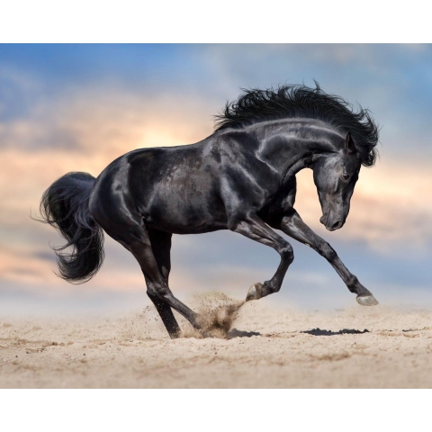 100% Nederlandse Productie! │ Diamond Painting │ Zwart Paard │ Formaat 75 x 60 cm │ Diamond Painting Pakket Volwassenen │ Volledige bedekking │ Vierkant │ Full │ Flitzz Diamond Painting