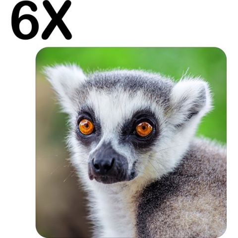 BWK Luxe Placemat - Ringstaart Maki - Set van 6 Placemats - 40x40 cm - 2 mm dik Vinyl - Anti Slip - Afneembaar