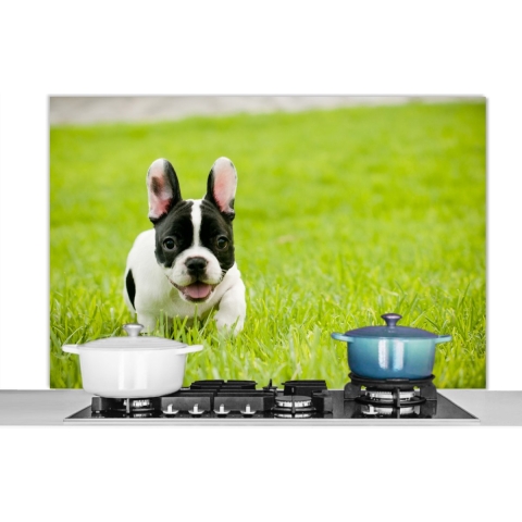 Spatscherm Keuken - Kookplaat Achterwand - Spatwand Fornuis - 120x80 cm - Franse Bulldog - Pup - Gras - Aluminium - Wanddecoratie - Muurbeschermer - Hittebestendig