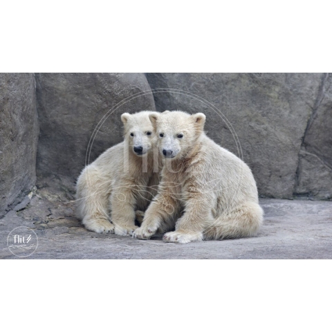 100% Nederlandse Productie! │ Diamond Painting │ IJsberen Welpen │ Formaat 90 x 50 cm │ Diamond Painting Pakket Volwassen │ Volledige bedekking │ Vierkant │ Full │ Flitzz Diamond Painting