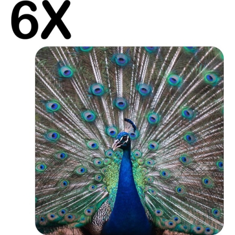 BWK Stevige Placemat - Pauw met Gespreidde Vetren - Set van 6 Placemats - 50x50 cm - 1 mm dik Polystyreen - Afneembaar