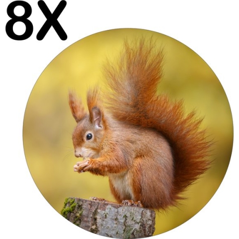 BWK Flexibele Ronde Placemat - Etende Eekhoorn - Herfst - Set van 8 Placemats - 40x40 cm - PVC Doek - Afneembaar
