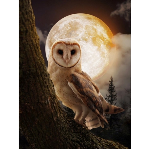 Diamond Painting pakket Mysterious Owl 30 x 40 cm