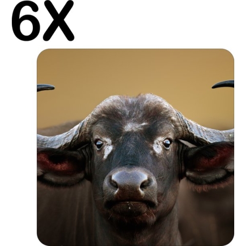 BWK Stevige Placemat - Afrikaanse Buffel - Set van 6 Placemats - 40x40 cm - 1 mm dik Polystyreen - Afneembaar
