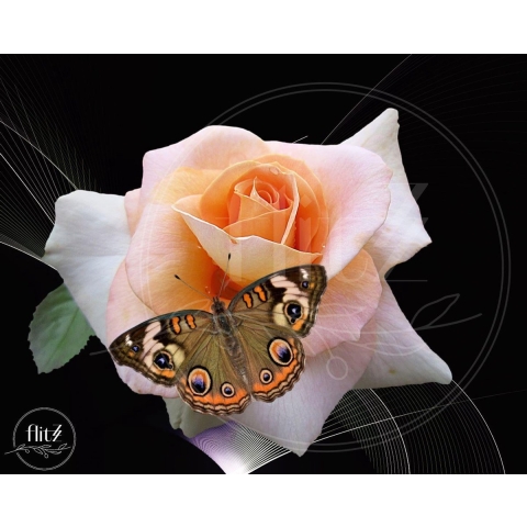 100% Nederlandse Productie! │ Diamond Painting │ Roos met Vlinder 01 │ Formaat 75 x 50 cm │ Diamond Painting Pakket Volwassen │ Volledige bedekking │ Vierkant │ Full │ Flitzz Diamond Painting