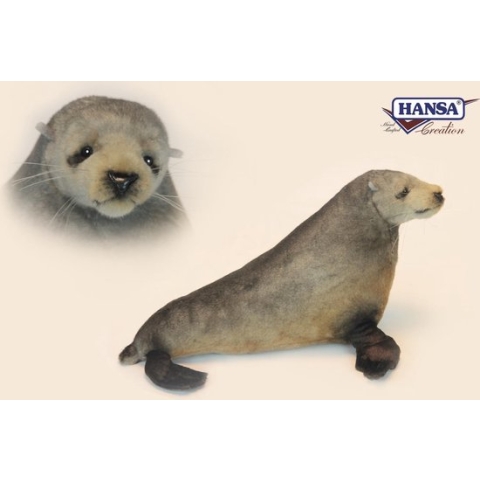 Kaapse pelsrob, Hansa