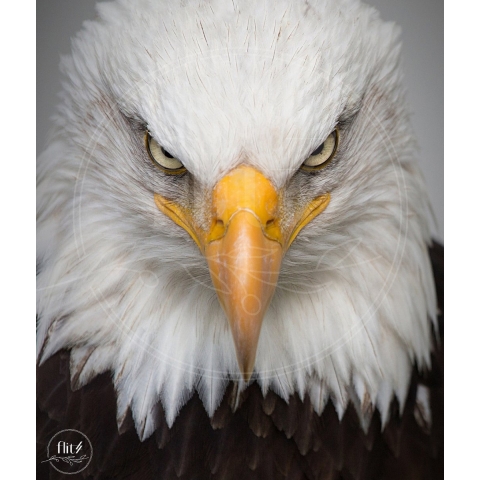 100% Nederlandse Productie! │ Diamond Painting │ Boze Adelaar│ Formaat 80 x 90 cm │ Diamond Painting Pakket Volwassen │ Volledige bedekking │ Vierkant │ Full │ Flitzz Diamond Painting