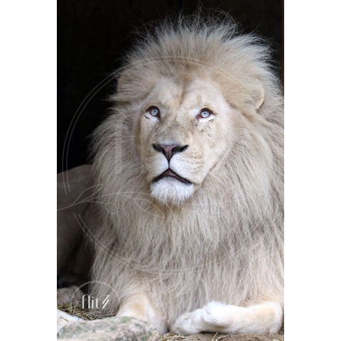 100% Nederlandse Productie! │ Diamond Painting │ Witte Leeuw │ Formaat 60 x 90 cm │ Diamond Painting Pakket Volwassen │ Volledige bedekking │ Vierkant │ Full │ Flitzz Diamond Painting