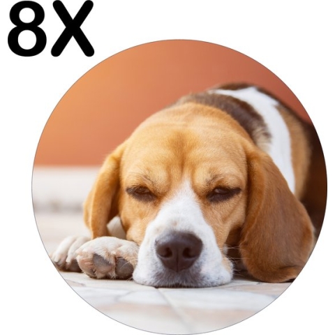 BWK Luxe Ronde Placemat - Liggende Beagle Puppy - Set van 8 Placemats - 50x50 cm - 2 mm dik Vinyl - Anti Slip - Afneembaar