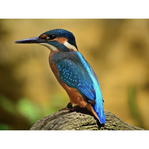 Diamond painting - IJsvogeltje - Geproduceerd in Nederland - 30 x 40 cm - canvas materiaal - vierkante steentjes - Binnen 2-3 werkdagen in huis