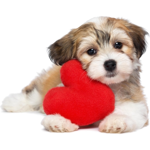 100% Nederlandse Productie! │ Diamond Painting │ Puppy Rood Hart │ Formaat 90 x 60 cm │ Diamond Painting pakket Volwassenen │ Volledige bedekking │ Vierkant │ Full │ Flitzz Diamond Painting