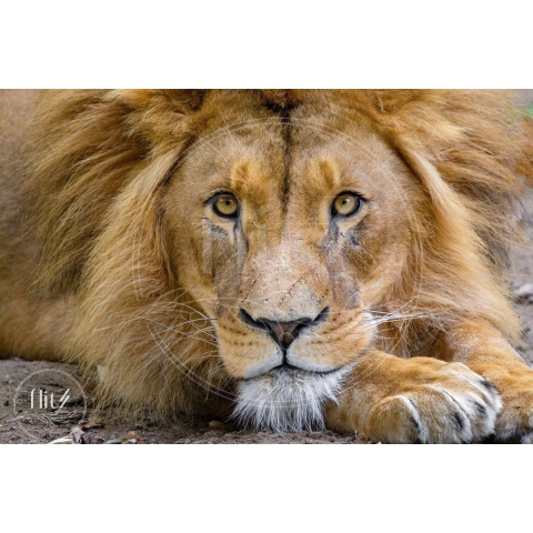 100% Nederlandse Productie! │ Diamond Painting │ Leeuw Close-Up │ Formaat 90 x 60 cm │ Diamond Painting Pakket Volwassen │ Volledige bedekking │ Vierkant │ Full │ Flitzz Diamond Painting