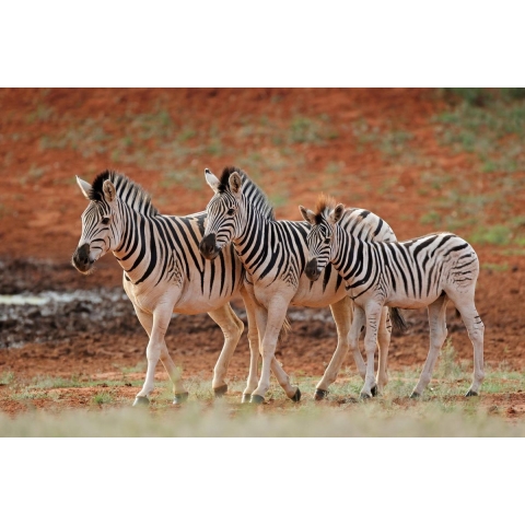 100% Nederlandse Productie! │ Diamond Painting │ Zebra’s 02 │ Formaat 75 x 50 cm │ Diamond Painting Pakket Volwassen │ Volledige bedekking │ Vierkant │ Full │ Flitzz Diamond Painting