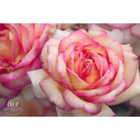 100% Nederlandse Productie! │ Diamond Painting │ Rozen Close-Up │ Formaat 120 x 80 cm │ Diamond Painting Pakket Volwassen │ Volledige bedekking │ Vierkant │ Full │ Flitzz Diamond Painting